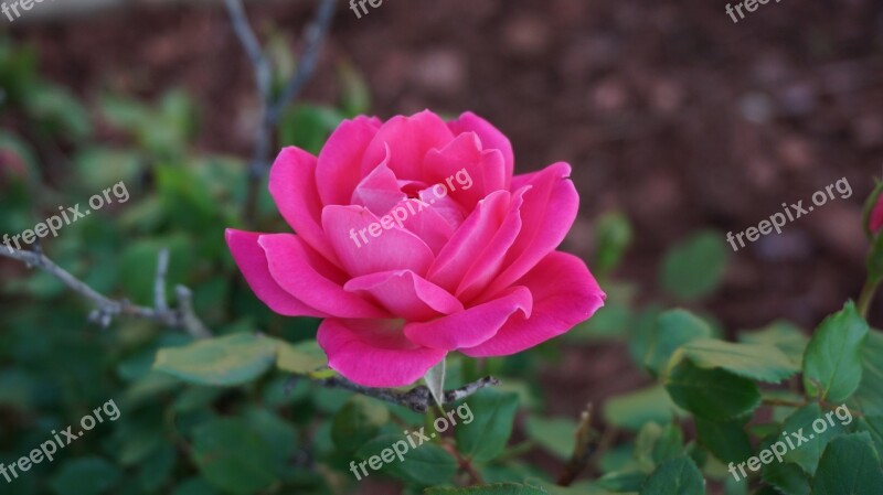 A Rose Romance Beauty Aroma Pink