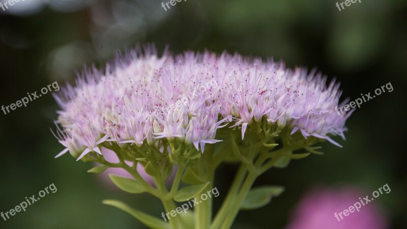 Insects Flowers Purple Nature Outdoor