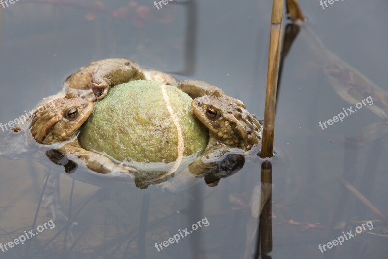 Toads In A Pond Pond Spring Pairing Toad Migration