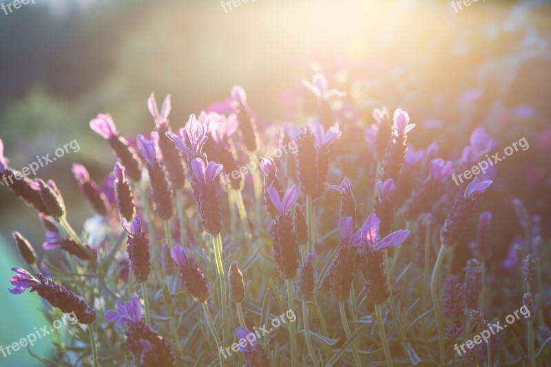 Lavender Summer Mood Evening Light Flowers