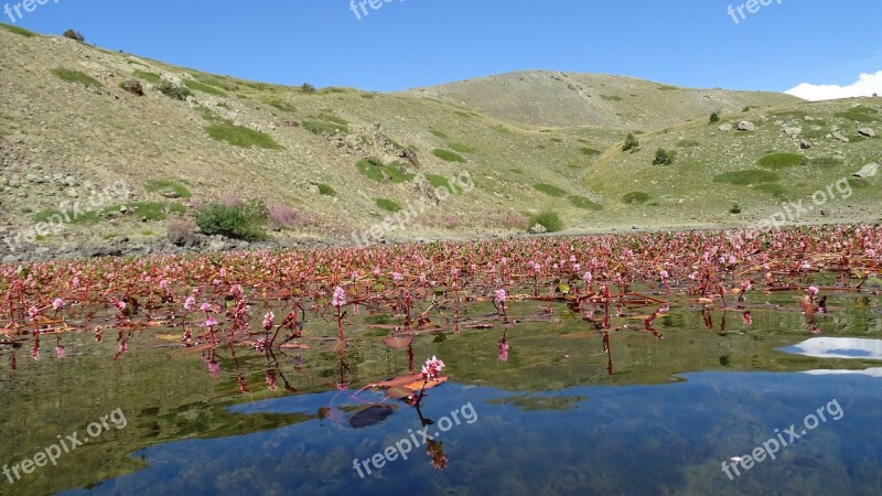 Bloom On The Lake Nero France Free Photos