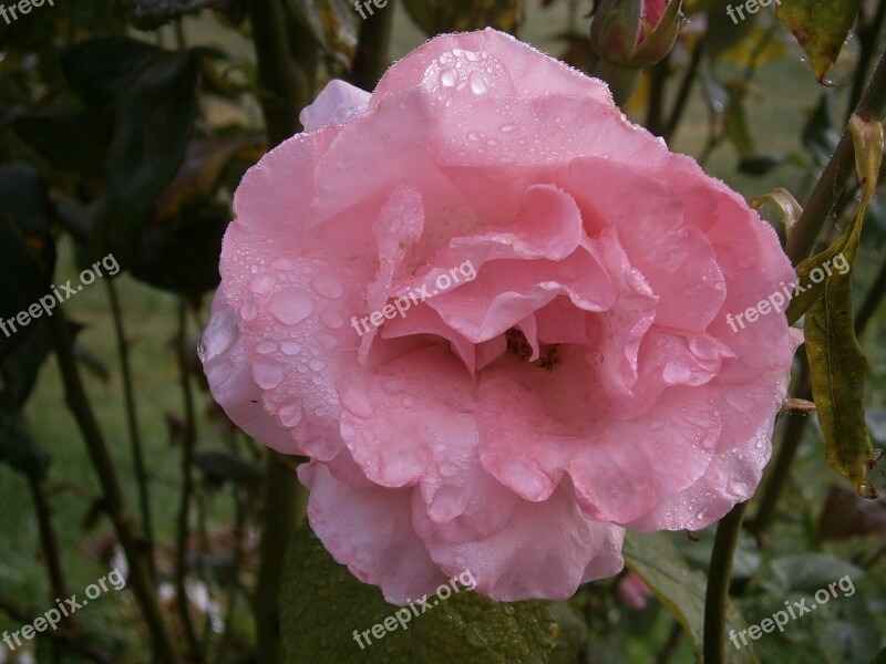 Flower Pink Pink Flowers Nature Macro