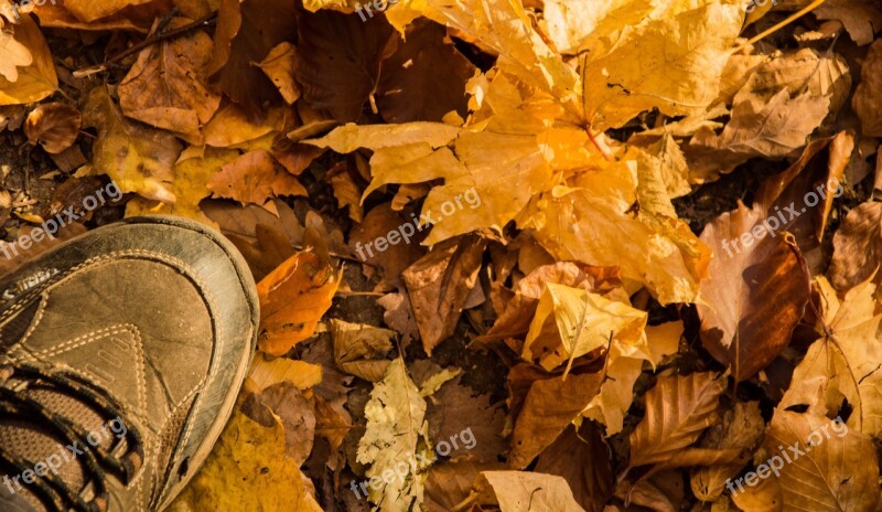 Autumn Leaves Forest Fall Autumn Leaves