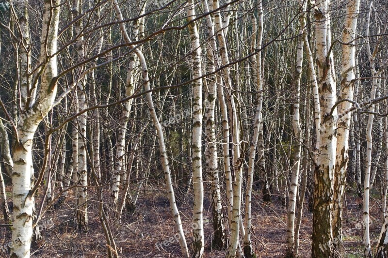 Silver Birch Trees Trunks Environment Woodland