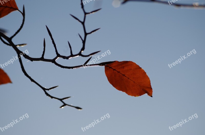 Leaf Autumn Sky Fall Foliage Tree