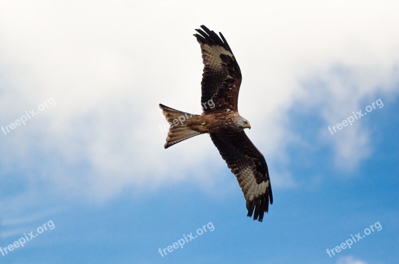 Bird Of Prey Animals Bird Flying Wild Bird