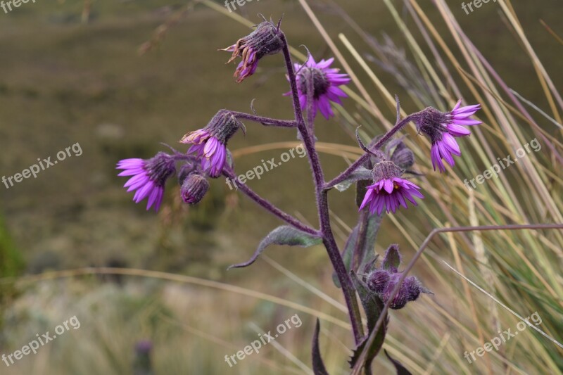 Purple Flower Nature Daisy Wild