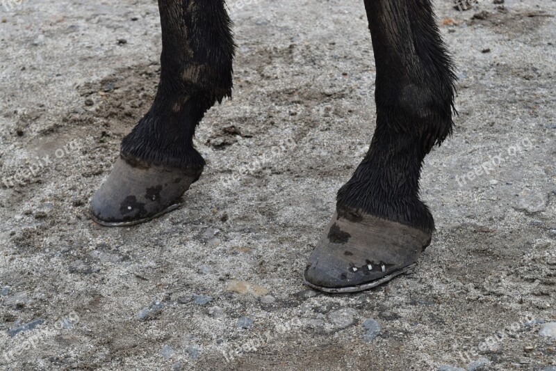 Mule Pins Horseshoe Donkey Effort