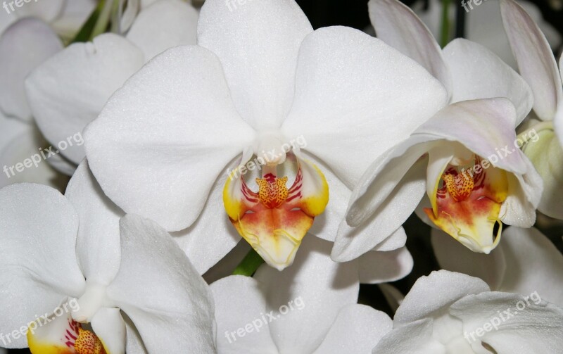 Orchids White Blossom Bloom Plant