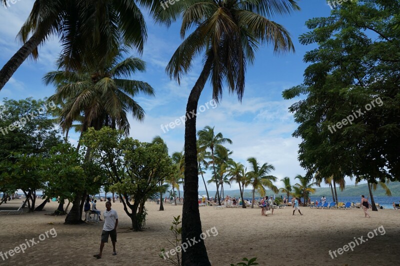 Levantado Bacardi Island Caribbean Palm Trees Beach