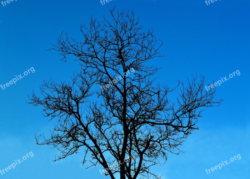 Tree Without Leaves Tree Without Leaves Life Nature