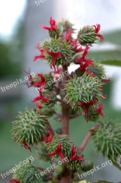 Ricinus Communis Plant Ricin Castor Fruit