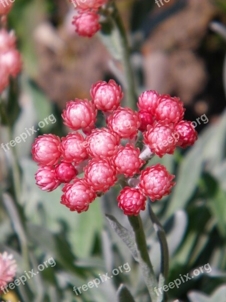 Helichrysum Everlasting Flower Pink Free Photos