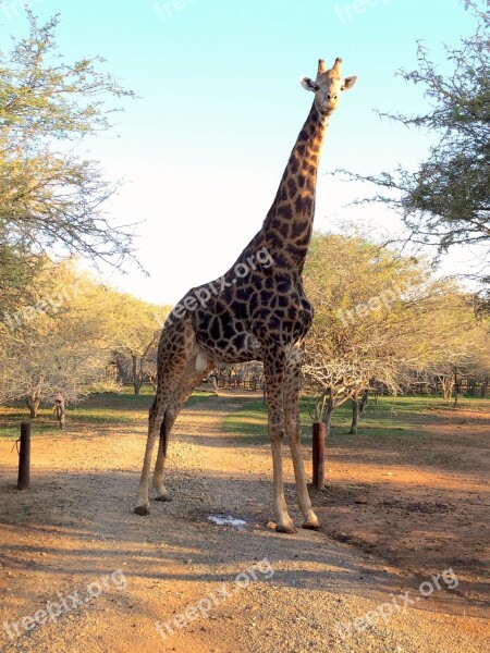 Giraffe South Africa Africa Animal Mammal