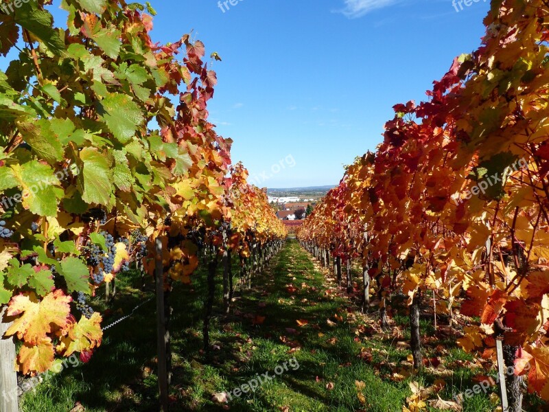 Vineyard Grapes Nature Vines Landscape