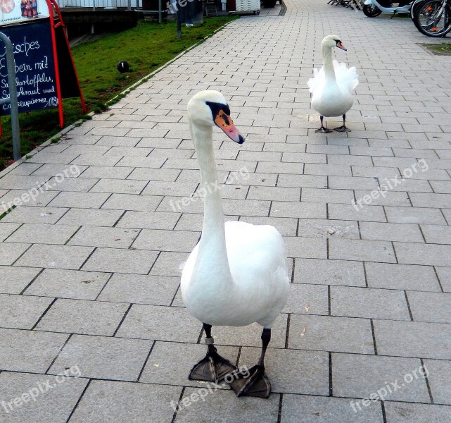 Swans Urbanization Hungry Birds Sea Birds