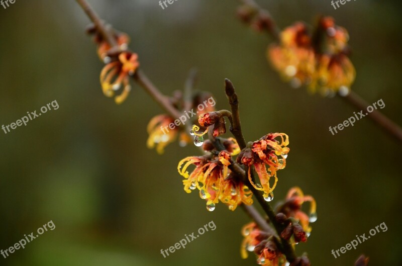 Witch Hazel Flowers Drip Raindrops Shrub Ornamental Shrub