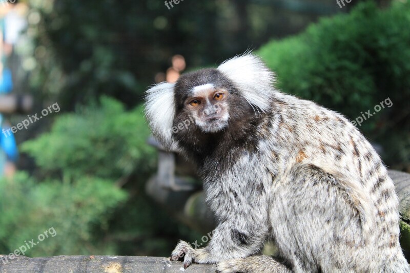 Monkey Animal Zoo France The Palmyra