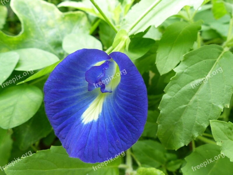 Butterfly Pea Flower Blue Clitoria Floral