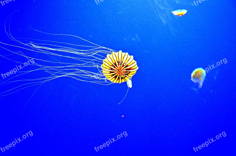 Jelly Fish Georgia Aquarium Atlanta Free Photos