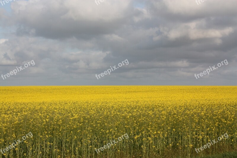 View Oilseed Rape Mark Crop Yellow