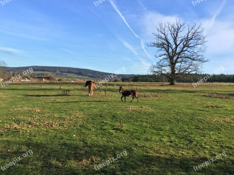 Pasture Coupling Horse Graze Eat