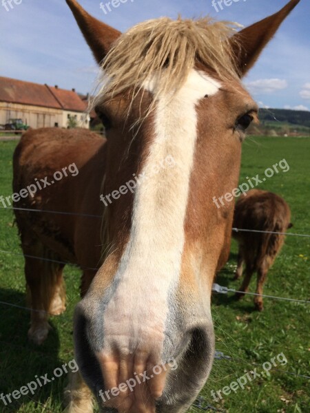 Horse Head Horse Head Beauty Close Up