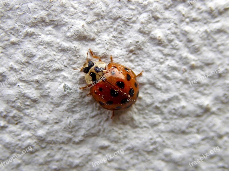 Ladybug Beetle Insect Wall Luck