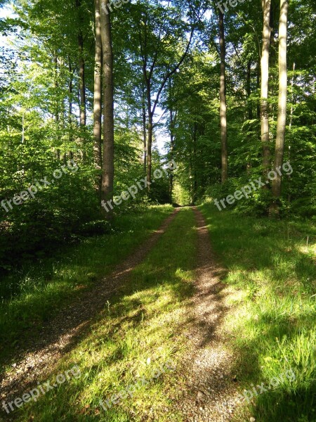 Forest Forest Path Natural Fir Trees Idyll