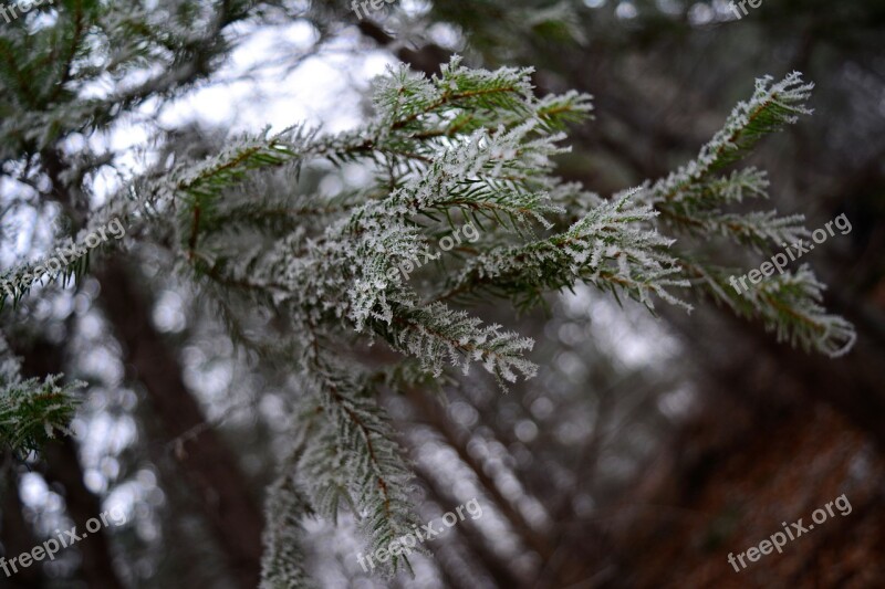 Frost Winter Forest Fir Needles