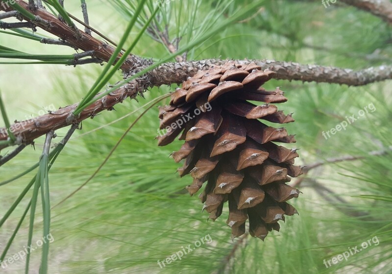 Pine Cone Pine Needles Pine Tree Cone Pine