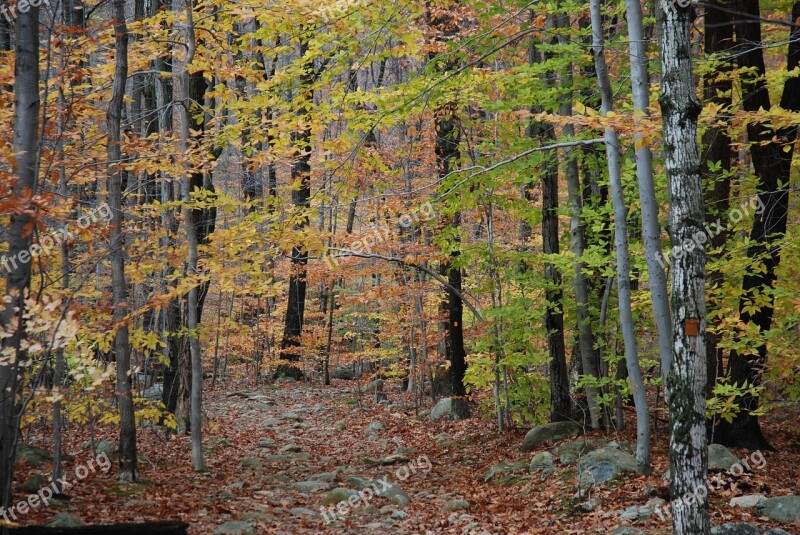 Autumn Landscape Trees Forest Autumn Landscape