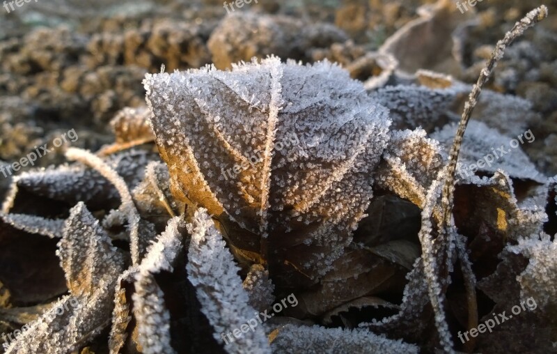 Foliage Wintery Rime Free Photos