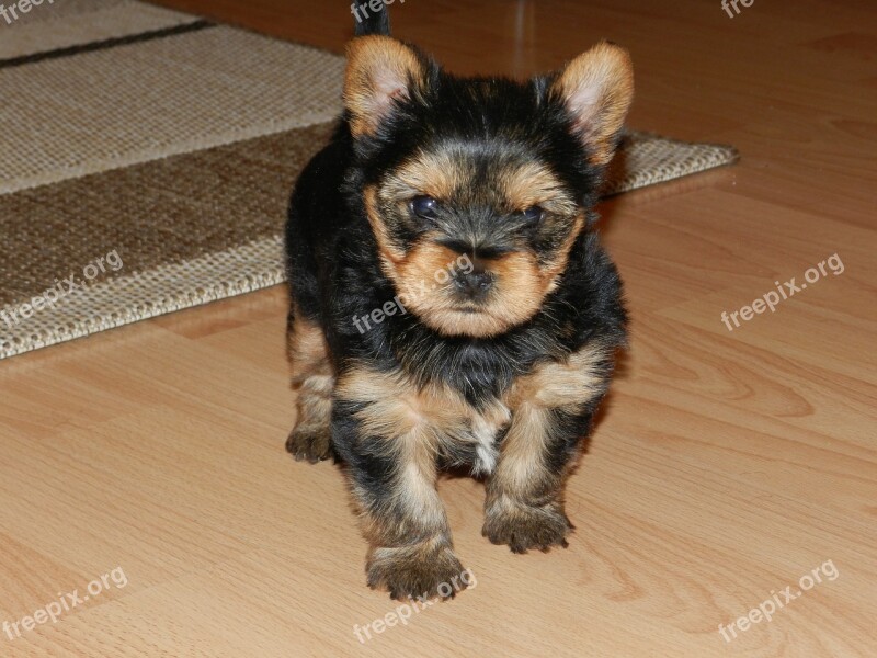 Dog Yorkshire Terrier A Wall Free Photos