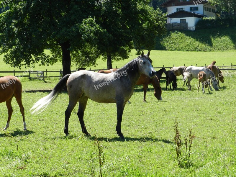 Horse Pasha Herd Of Horses Free Photos