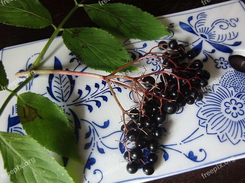 Elder Berries Black Elderberry Elderberries Holler