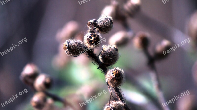 Bud Dry Nature Dried Branch