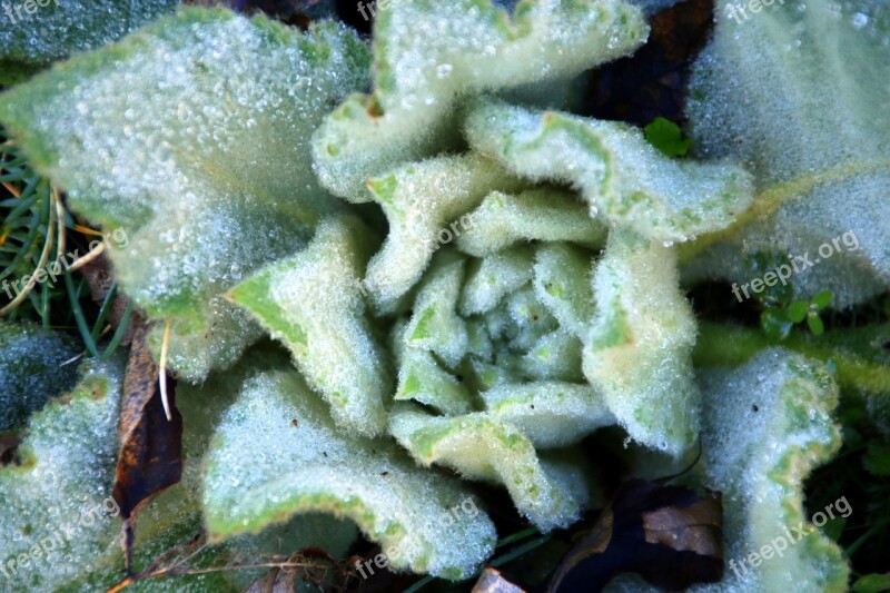 Thistle Frozen Winter Cold Frost