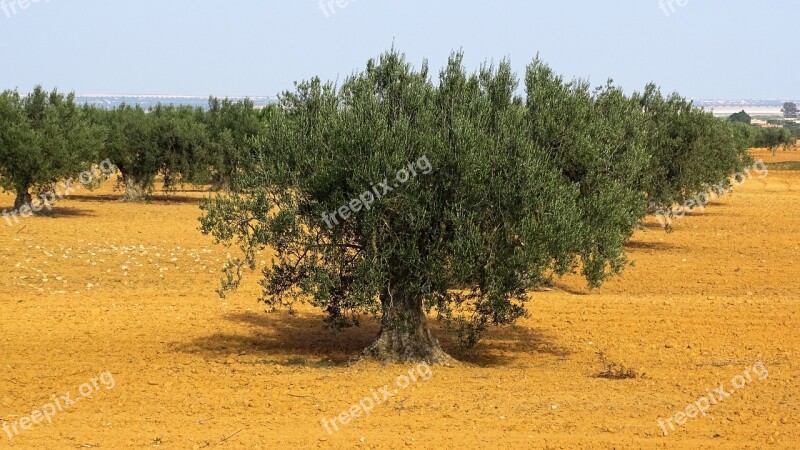 Olive Trees Olivier Tree Trees Landscape