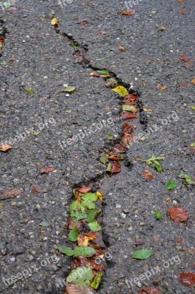 Crack Asphalt Road Nature Green