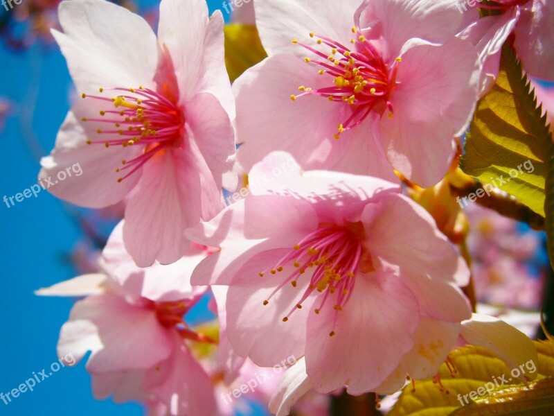 Sakura Cherryblossom Japan Pink Flower