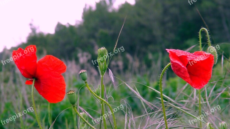 Poppies Flowers Wild Flowers Red Nature