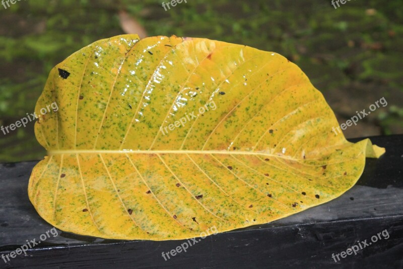 Leaf Yellow Nature Fall Leaf Free Photos