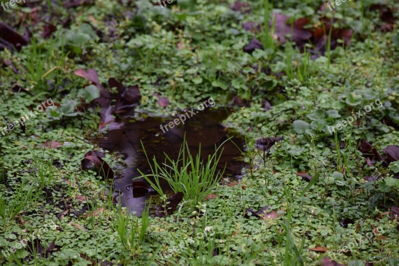 Puddle Green Nature Water Wet