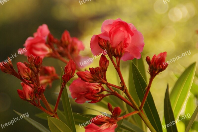 Flowers Summer Summer Plant Garden Wall