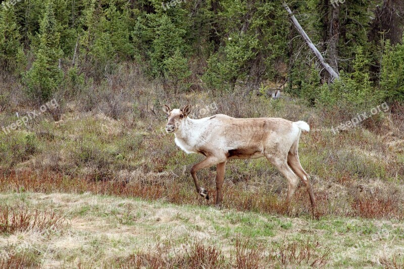 Caribou Animal Nature Wildlife Reindeer