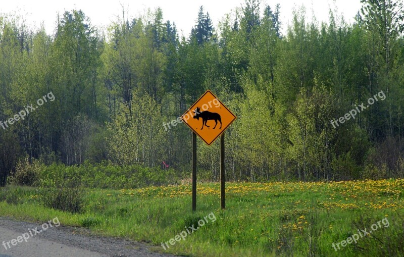 Moose Road Sign Canada Warning Travel