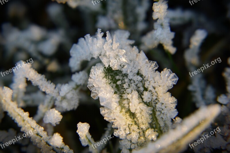 Frost Snow Winter White Forest