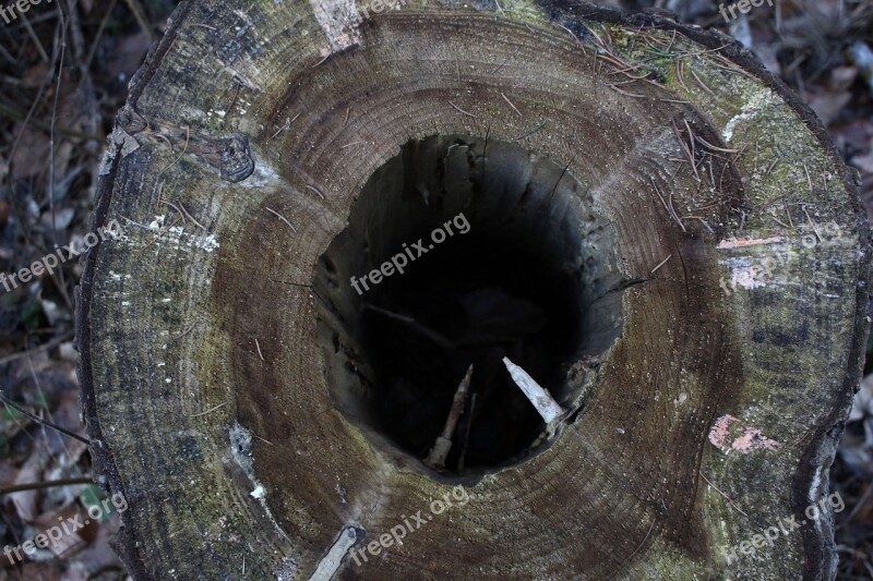 Tree Stump Forest Nature Modern Free Photos