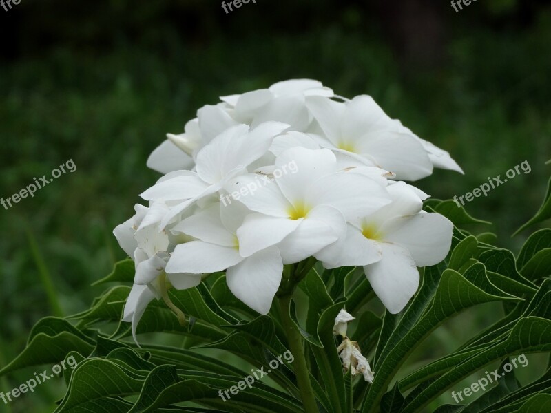 Bridal Bouquet White Flowers Flower White Bride